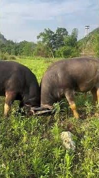 China’s Bullfighting Craze: How a Village Sport Became a National Obsession 🇨🇳