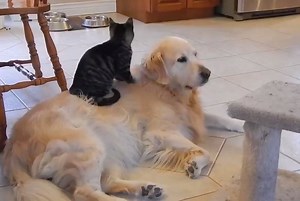 257K views · 109 reactions | This is why you need to add a cat to the mix ♥ | Aww Cats | Facebook