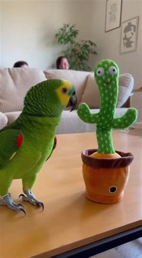 Sassy Parrot Steals the Show in Hilarious Moments