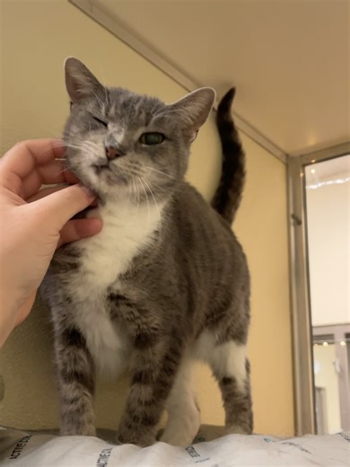 Meet our most talkative resident, Sahara. It’s the beginning of a new month which means we are giving new pets “Pet of the Month” status. And Sahara is deservingly one of them! This girl has lived many lives and wants to share all of her stories, and the progress she’s made, with you. Starting back in 2023 when Sahara was 6 years old she was surrendered to the shelter. Back then she was incredibly fearful, she had come from a hoarding situation. She was living among many cats (some of which we s