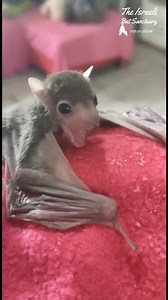 Rescued bat pup dancing and getting a bit tired #bat #babybat #animals #puppy #wildlife #rescue #fostercare #cute #baby #animalsanctuary #skypuppy #stellaluna #dancing #tired #yawn #batsofinstagram | The Israeli Bat Sanctuary