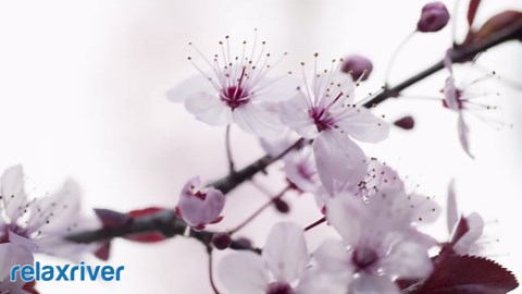 432 Hz Music, Sacred Harp Music Tibetan, Angelic Reiki Music, Deep Healing InnerPeace, Celtic Harp