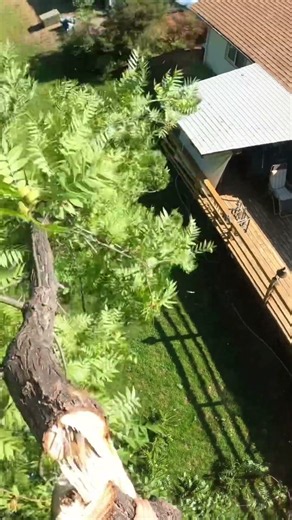 Black Walnut Prune & Rigging No Spurs!