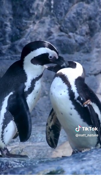 penguin couple cuddling in nature