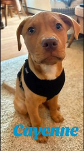 2.1K views · 39 reactions | Adopted Puppylovenj.com | Puppy Love Pet Rescue | Facebook