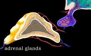 Sorry, we have encountered a problem. - Alexander Street, a ProQuest Company