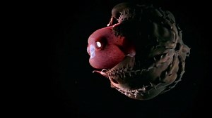 Who here is a fan of the vampire squid? Hanging in the darkness that is the OMZ (Oxygen Minimum Zone), the vampire squid is less scarier than you think gliding around these great depths as a 'detritivore’ – eating rubbish as it falls from above. Via: Barcroft Animals | Octonation - The Largest Octopus Fan Club