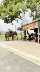 Vietnam 🇻🇳 #vietnam #elephant | Hovrea Alin