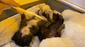 I think they enjoyed their toothbrush tummy rub 😇😇 @fostersxyz @orphankittenclub | Kitten Lady