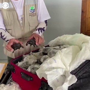 WATCH: Luggage containing 185 endangered baby land turtles was discovered in the Galápagos Islands. | CBS News
