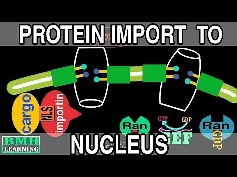 Protein Transport Into Nucleus | Ran GTPase Cycle | Mechanism Of Nuclear Transport |