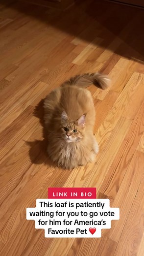Ronnie on TikTok