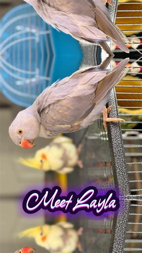 Meet 8 month old Layla our newest member of the family. She is a beautiful light blueish/ purple tinted Indian Ringneck Parrot. Follow to see how she adjusts to her new home. She already has taken to my grandson’s cockatiel Cupcake. We are over the moon with her and can not wait till she feels more at home and builds the trust needed. #parrot #laylatheindianringneck #￼family #bird #blessed #fyp #texas #love #welcomehome Matt Horton | Victoria Lynnette Lane Horton