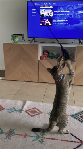 #2024 Disney, Graduated, NEW CAT