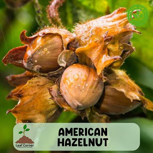 American Hazelnut Tree, Corylus Americana, 12–24 Tall Bare Root Tree - Etsy