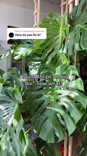Identifying and Treating Thrips on Monstera Plants