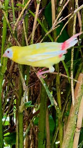 Blue faced parrot finch - yellow mutation - BEAUTIFUL BIRD!! #birds #bird #nature #aviary #finch | Tropical Aviary Birds - Torben Dehlholm