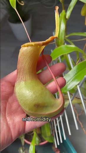 Insect eating pitcher plant Nepenhtes Ventrata #pitcherplant