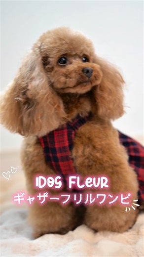 IDOG&ICAT公式／ペットグッズメーカー on Instagram: ". IDOG&ICAT｜すべての愛犬・愛猫に、やさしい毎日を。 パピーからシニア犬まで、成長やライフステージに寄り添う犬服・ペットグッズ。 快適性・機能性・デザイン性を兼ね備えた、ペット愛好家によるオリジナルブランドです。 . 🎀 シャーリング×フリルでとことんガーリーに💞 たっぷりギャザーがかわいい、女の子のためのワンピースが登場🐾 ベアトップ風のデザインが上品で、デイリーにもお出かけにもぴったり✨ ふんわり揺れるシルエットが、どんな瞬間もキュートに見せてくれます💗 好きな色がきっと見つかる🌈 女の子にぴったりな5色展開で、色違いコーデもおすすめです🎶 胸元のミニフリルや裾の共布フリルなど、ディテールにもこだわりを💐 前裾のゴムでフィット感UP、動いてもずれにくく快適に過ごせます✨ 肩紐にも伸縮性があるから、着せやすく動きやすいのも嬉しいポイント🐶💞 Tシャツやハイネックと重ねて、自分だけのオシャレコーデを楽しんで🎀 レース、フリル、小花柄… 女の子の“スキ”をぎゅっと詰め込んだ fleu