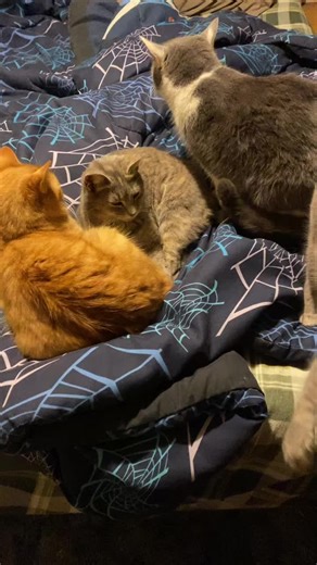 johnsuttonjrll (@johnsuttonjrll)’s videos with original sound - johnsuttonjrll