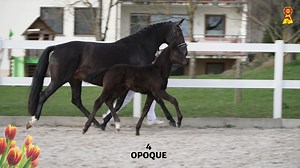 2.1K views · 209 reactions | Dressage foals from the stables of the ⚜️German Sport Horse Breeders DSP⚜️ - online auction on 2 May 2023. 﫵 At 7.30 p.m. the bid up starts on dsp.horse24.com | Deutsches Sportpferd DSP | Facebook