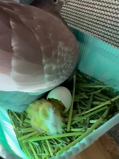 2.1K views · 25 reactions | Cool nest box! | SkyRacer - Pigeon Racing | Facebook