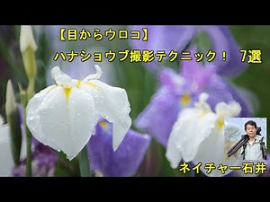 【目からウロコ】ハナショウブ撮影テクニック！