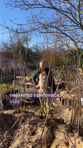 1.3K views · 695 reactions | ČEREŠNE A VIŠNE - PREDAJ STROMOV  farmárska predajňa Bioplant, Ostratice 333, okres PE  PON-PIA 7-16:30, SOB: 7-12:00 ☎️ Všetky info o odrodách a cenách na +421908977926  Príďte sa poradiť a vybrať ten váš do záhrady  | Bioplant | Facebook