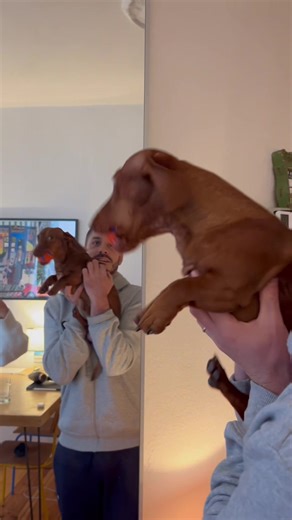 Understanding Dogs' Obsession with Balls