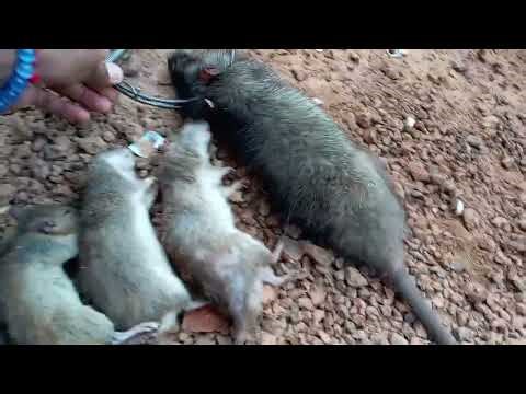 Amazing Mouse 🐀🐁