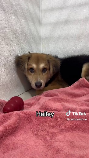 CAMO Rescue | HTX on TikTok