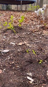 18K views · 71 reactions | ✨ Easy Tree Propagation! Plant your trees with minimal effort - like a pro! Check out this simple technique! Start by creating an “X” in the soil with your shovel. Then, dig along the sides to lift the soil. Place your rooted plant into the hole, cover it up, and watch it thrive!For more gardening tips and tricks, head to the link on our profile to sign up! #treepropagation #GardeningTips #NeighborhoodFarmsUSA | Neighborhood Farms USA | Facebook