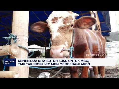 Dukung MBG, Pemerintah Impor 40 Ribu Sapi Perah Hingga Pedaging Impor