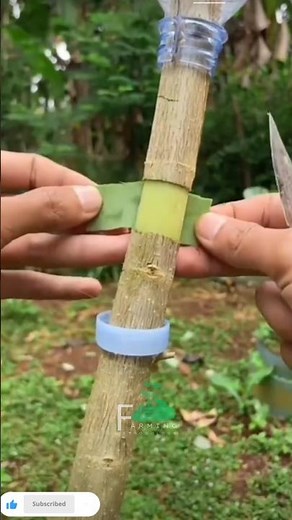 Fruit Tree Tount’s Expert Tips for Growing Fruit Trees in Your Backyard