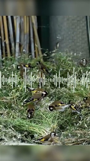 CANTO del JILGUERO | BANDADA jilgueros