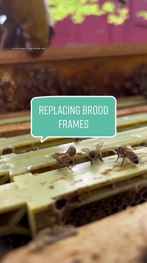 Replacing Old Brood Frames for Beekeeping: A Step-by-Step Guide
