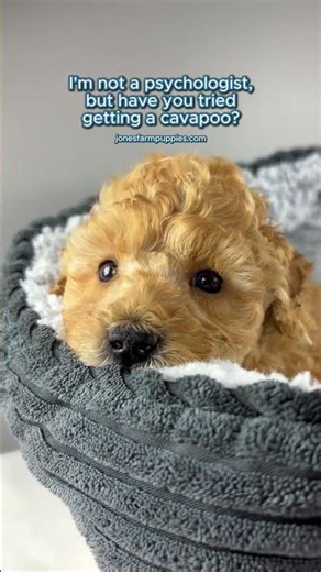 Have you tried getting a cavapoo? It might help