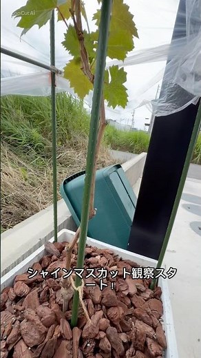 【毎日成長】シャインマスカットの新芽が止まらない！🍇✨
