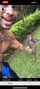 3.4K views · 139 reactions | Wait but watch the whole thing can we make this deer go viral  i found out she’s pregnant so she needs some love  also i have an update video I’ll post of her if this does well so RESHARE  it was my IG story @flashman.wade had to screen record cuz they don’t let u save whole videos  | Flashman Wade | Facebook