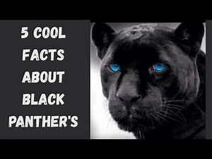 5 Cool Panther Facts!
