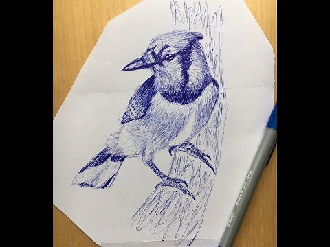 Blue Jay. Simple, Easy, and Basic Line Drawing of a Blue Jay. How to Draw a Blue Jay