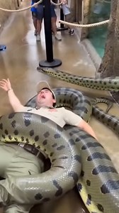 During feeding time at a zoo, an unexpected moment shocks everyone when an anaconda breaks through the glass enclosure and slips outside. The sudden movement causes panic as staff react quickly to secure the area and bring the situation under control. A tense reminder that even in captivity, wild instincts and raw power can never be underestimated. Created with the help of AI. #ZooMoment #WildlifeAlert #UnexpectedScene #AI | seeb facts