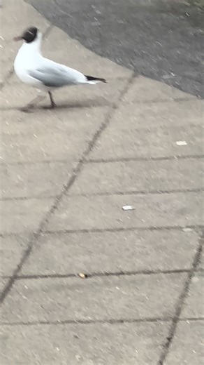 #sea #seagull #bird #free #fyp ###earth #animal #wings #fly