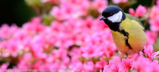 Great Tit - where they live, food, nesting and other facts - Garden Birds