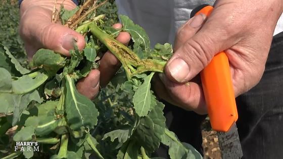 Oilseed Crop Failure Brings Heavy Financial Loss