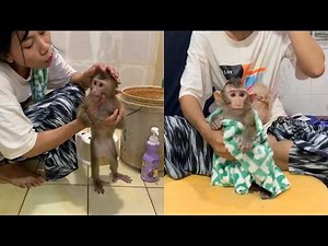 Bath Time Routine! 🛁 Wet Monkey Gets Wrapped in a Cozy Green Towel