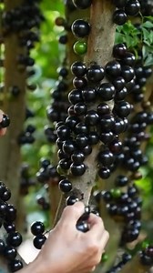 2.7M views · 54K reactions | Jaboticaba, also known as the “Brazilian...