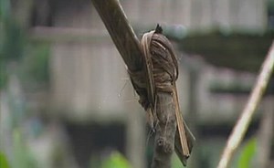 Sorry, we have encountered a problem. - Alexander Street, a ProQuest Company