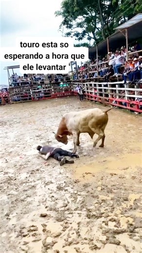 1.3M views · 8.3K reactions | Esse vaqueiro nasceu de novo #vaca #natureza #selvagem #animais #boi #vaqueiro #Touro #Selva #sobrevivência | Elexsandro Costa Dos Santos | Facebook