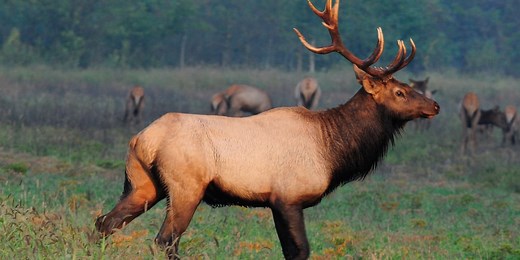 Wisconsin elk hunting applications open
